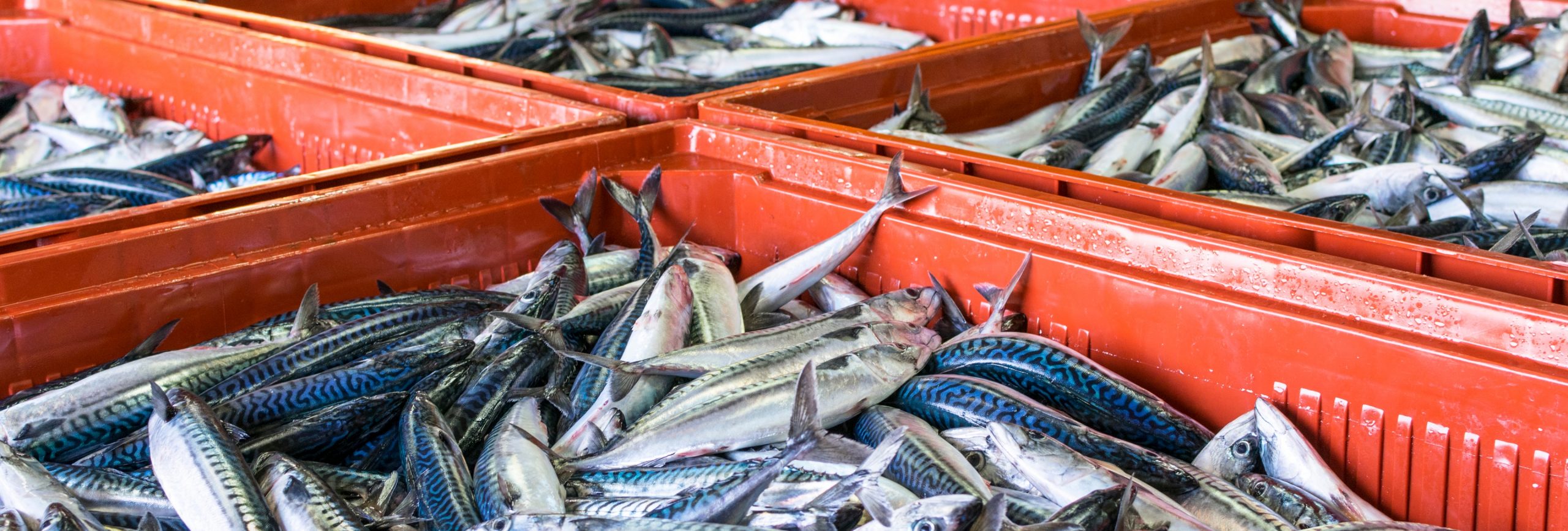 Fish crates on a fish market